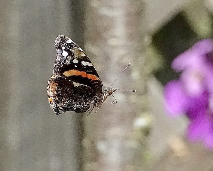 red admiral
